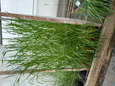 Click for 2 image(s) for this accession.